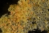  ( - ZMBN_138169)  @11 [ ] CreativeCommons BY NC SA (2021) University of Bergen Natural History Collections
