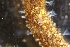  ( - ZMBN_138176)  @11 [ ] CreativeCommons BY NC SA (2021) University of Bergen Natural History Collections