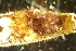  ( - ZMBN_138178)  @11 [ ] CreativeCommons BY NC SA (2021) University of Bergen Natural History Collections