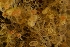  ( - ZMBN_140131)  @11 [ ] Creative Commons BY NC SA (2022) University of Bergen Natural History Collections