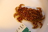  ( - ZMBN_143720)  @11 [ ] Creative Commons BY NC SA (2022) University of Bergen Natural History Collections