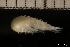  (Syrrhoites serrata - ZMBN_145729)  @11 [ ] Creative Commons BY NC SA (2022) University of Bergen Natural History Collections