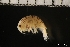  ( - ZMBN_146337)  @11 [ ] Creative Commons BY NC SA (2022) University of Bergen Natural History Collections