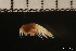  ( - ZMBN_146344)  @11 [ ] Creative Commons BY NC SA (2022) University of Bergen Natural History Collections