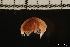  ( - ZMBN_146345)  @11 [ ] Creative Commons BY NC SA (2022) University of Bergen Natural History Collections