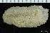  ( - ZMBN_147377)  @11 [ ] Creative Commons BY NC SA (2022) University of Bergen Natural History Collections