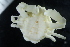  ( - ZMBN_147462)  @11 [ ] Creative Commons BY NC SA (2022) University of Bergen Natural History Collections
