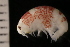  ( - ZMBN_147649)  @11 [ ] Creative Commons BY NC SA (2022) University of Bergen Natural History Collections