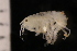  ( - ZMBN_147652)  @11 [ ] Creative Commons BY NC SA (2022) University of Bergen Natural History Collections