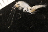  ( - ZMBN_147677)  @11 [ ] Creative Commons BY NC SA (2022) University of Bergen Natural History Collections