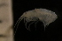  (Amphilochoides - ZMBN_147683)  @11 [ ] Creative Commons BY NC SA (2022) University of Bergen Natural History Collections