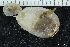  ( - ZMBN_147713)  @11 [ ] Creative Commons BY NC SA (2022) University of Bergen Natural History Collections