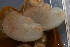  ( - ZMBN_147714)  @11 [ ] Creative Commons BY NC SA (2022) University of Bergen Natural History Collections