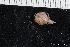  ( - ZMBN_147804)  @11 [ ] Creative Commons BY NC SA (2022) University of Bergen Natural History Collections