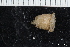  ( - ZMBN_147806)  @11 [ ] Creative Commons BY NC SA (2022) University of Bergen Natural History Collections