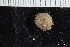  ( - ZMBN_147806)  @11 [ ] Creative Commons BY NC SA (2022) University of Bergen Natural History Collections