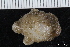  (Molgula manhattensis - ZMBN_147828)  @11 [ ] Creative Commons BY NC SA (2022) University of Bergen Natural History Collections