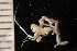  ( - ZMBN_147911)  @11 [ ] Creative Commons BY NC SA (2022) University of Bergen Natural History Collections