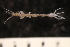  ( - ZMBN_147912)  @11 [ ] Creative Commons BY NC SA (2022) University of Bergen Natural History Collections