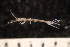  ( - ZMBN_147912)  @11 [ ] Creative Commons BY NC SA (2022) University of Bergen Natural History Collections