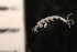  ( - ZMBN_147914)  @11 [ ] Creative Commons BY NC SA (2022) University of Bergen Natural History Collections