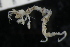  ( - ZMBN_147935)  @11 [ ] Creative Commons BY NC SA (2022) University of Bergen Natural History Collections
