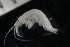  (Pleonexes - ZMBN_147938)  @11 [ ] Creative Commons BY NC SA (2022) University of Bergen Natural History Collections