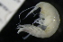  ( - ZMBN_147939)  @11 [ ] Creative Commons BY NC SA (2022) University of Bergen Natural History Collections