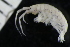  (Pleonexes helleri - ZMBN_147954)  @11 [ ] Creative Commons BY NC SA (2022) University of Bergen Natural History Collections