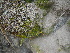  (Anomobryum concinnatum - HG 16-14)  @11 [ ] No Rights Reserved  Unspecified Unspecified