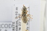  (Vestitohalictus pollinosus - RBINS-AP420)  @11 [ ] Unspecified (default): All Rights Reserved  Unspecified Unspecified
