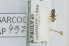  (Vestitohalictus semiticus - RBINS-AP497)  @11 [ ] Unspecified (default): All Rights Reserved  Unspecified Unspecified