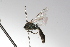  ( - MACN-En 9718)  @12 [ ] Copyright (2012) MACN Museo Argentino de Ciencias Naturales 