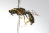  ( - MACN-En 9742)  @11 [ ] Copyright (2012) MACN Museo Argentino de Ciencias Naturales 