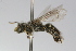  ( - MACN-En 9783)  @14 [ ] Copyright (2012) MACN Museo Argentino de Ciencias Naturales 
