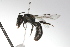  ( - MACN-En 9721)  @12 [ ] Copyright (2012) MACN Museo Argentino de Ciencias Naturales 