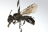  ( - MACN-En 9793)  @11 [ ] Copyright (2012) MACN Museo Argentino de Ciencias Naturales 
