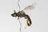  ( - MACN-En 9857)  @11 [ ] Copyright (2012) MACN Museo Argentino de Ciencias Naturales 