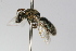  (Pseudagapostemon pampeanus - MACN-En 8017)  @14 [ ] Copyright (2012) MACN Museo Argentino de Ciencias Naturales 