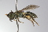  ( - MACN-En 9836)  @12 [ ] Copyright (2012) MACN Museo Argentino de Ciencias Naturales 