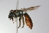  ( - MACN-En 9848)  @11 [ ] Copyright (2012) MACN Museo Argentino de Ciencias Naturales 
