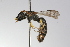  ( - MACN-En 9838)  @11 [ ] Copyright (2012) MACN Museo Argentino de Ciencias Naturales 