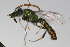  ( - MACN-En 9862)  @13 [ ] Copyright (2012) MACN Museo Argentino de Ciencias Naturales 