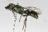  ( - MACN-En 9867)  @11 [ ] Copyright (2012) MACN Museo Argentino de Ciencias Naturales 