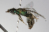  ( - MACN-En 9864)  @13 [ ] Copyright (2012) MACN Museo Argentino de Ciencias Naturales 