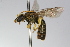  ( - MACN-En 9842)  @11 [ ] Copyright (2012) MACN Museo Argentino de Ciencias Naturales 