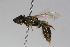  ( - MACN-En 9855)  @12 [ ] Copyright (2012) MACN Museo Argentino de Ciencias Naturales 