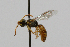  (Pseudagapostemon singularis - MACN-En 19580)  @11 [ ] Copyright (2015) Rocío González-Vaquero Museo Argentino de Ciencias Naturales "Bernardino Rivadavia"