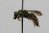  ( - MACN-En 19591)  @11 [ ] Copyright (2015) Rocío González-Vaquero Museo Argentino de Ciencias Naturales "Bernardino Rivadavia"