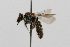  ( - MACN-En 19605)  @11 [ ] Copyright (2015) Rocío González-Vaquero Museo Argentino de Ciencias Naturales "Bernardino Rivadavia"